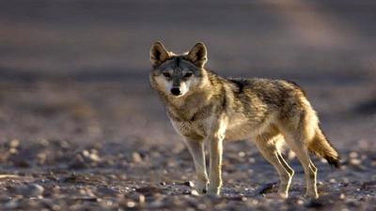 بعد از سگ های ولگرد، گرگها هم به نزدیکی پایتخت رسیدند