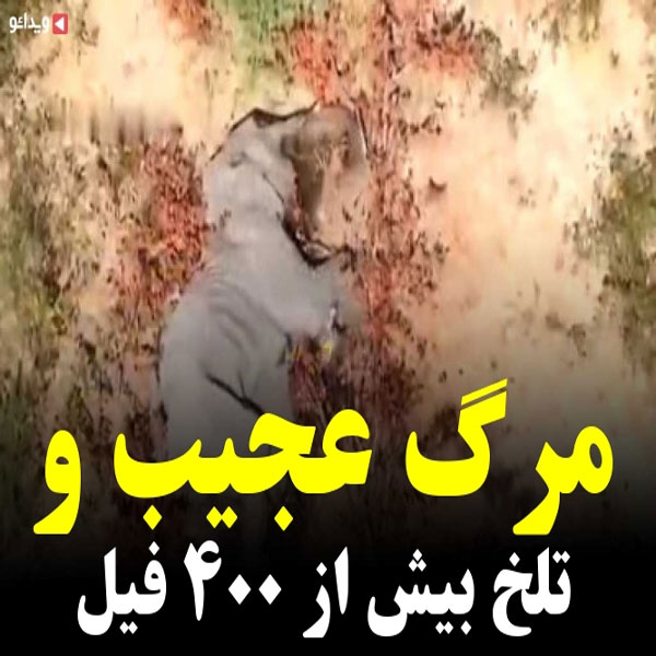 مرگ عجیب و تلخ بیش از ۴۰۰ فیل