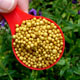 کود های شیمیایی (fertilizer chemical)