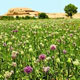 تپه‌هایی‌که عاشق بودند
