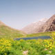 ملکه جنگل نشین جنوب غرب