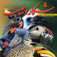 شکار و طبیعت ـ شماره ۱۱۳، آذر و دی ۱۳۸۸