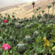 اپیدمی نشئگی