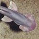 بکر زایی (parthenogenesis)