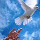 زندگی نامه شهید مهدی شاه آبادی