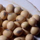 سویا