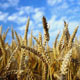 ارزیابی مدل CROPWAT در مدیریت کم آبیاری گندم و جو در منطقه کرج