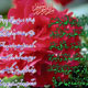 چهل حدیث منتخب گهربار از امام زمان (عج)