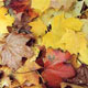 کاشف سرودهای طبیعت