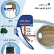 امیدی برای درمان نابینایی