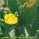 برزگر ـ سال سی ام، شماره ۱۰۲۳ـ۱۰۲۴، نیمه دوم اردیبهشت و نیمه اول خرداد ۱۳۸۸