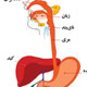 کالبدشکافی دستگاه گوارش