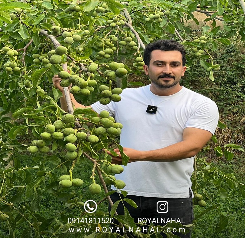رکوردشکنی در بازار سبز ایران؛ گردو رویال نهال
